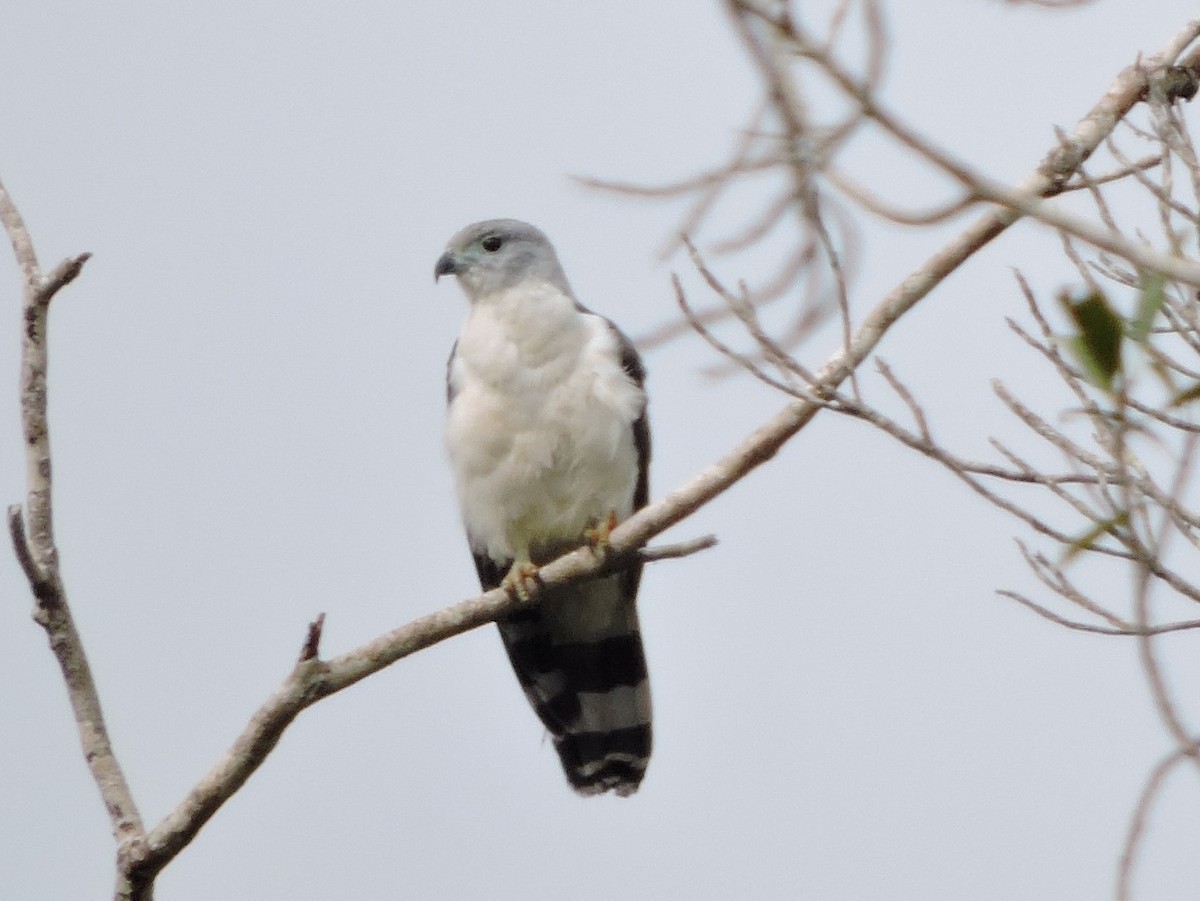 Gray-headed Kite - ML62602411