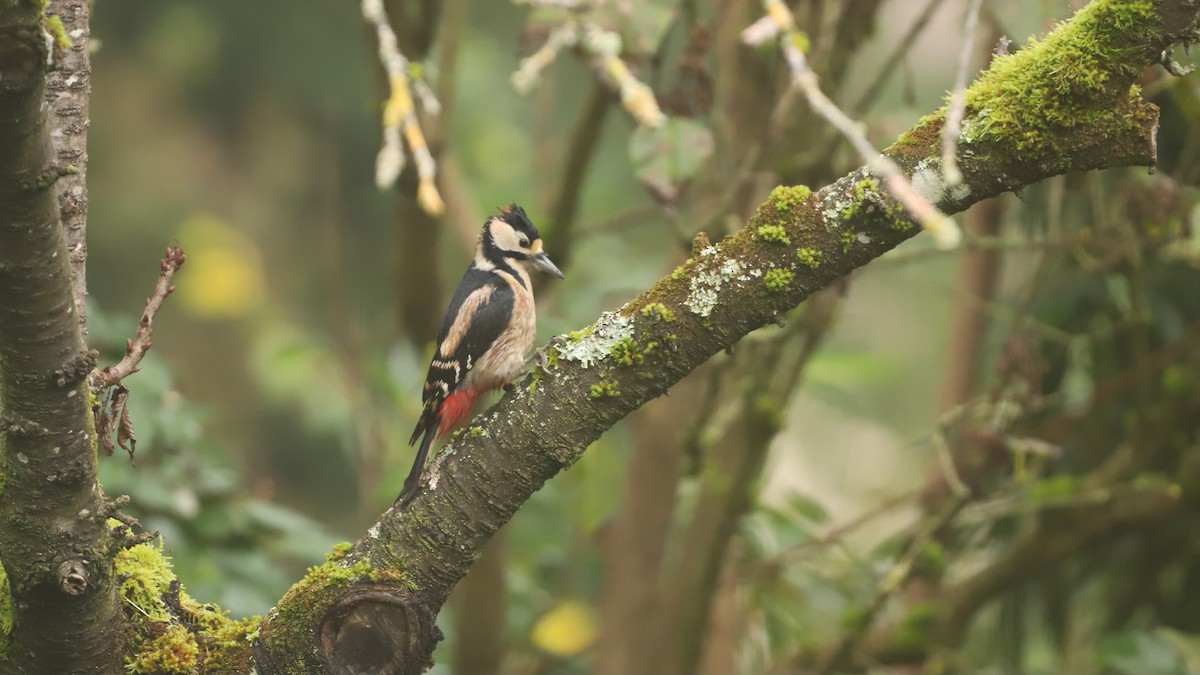 Great Spotted Woodpecker - ML626024119