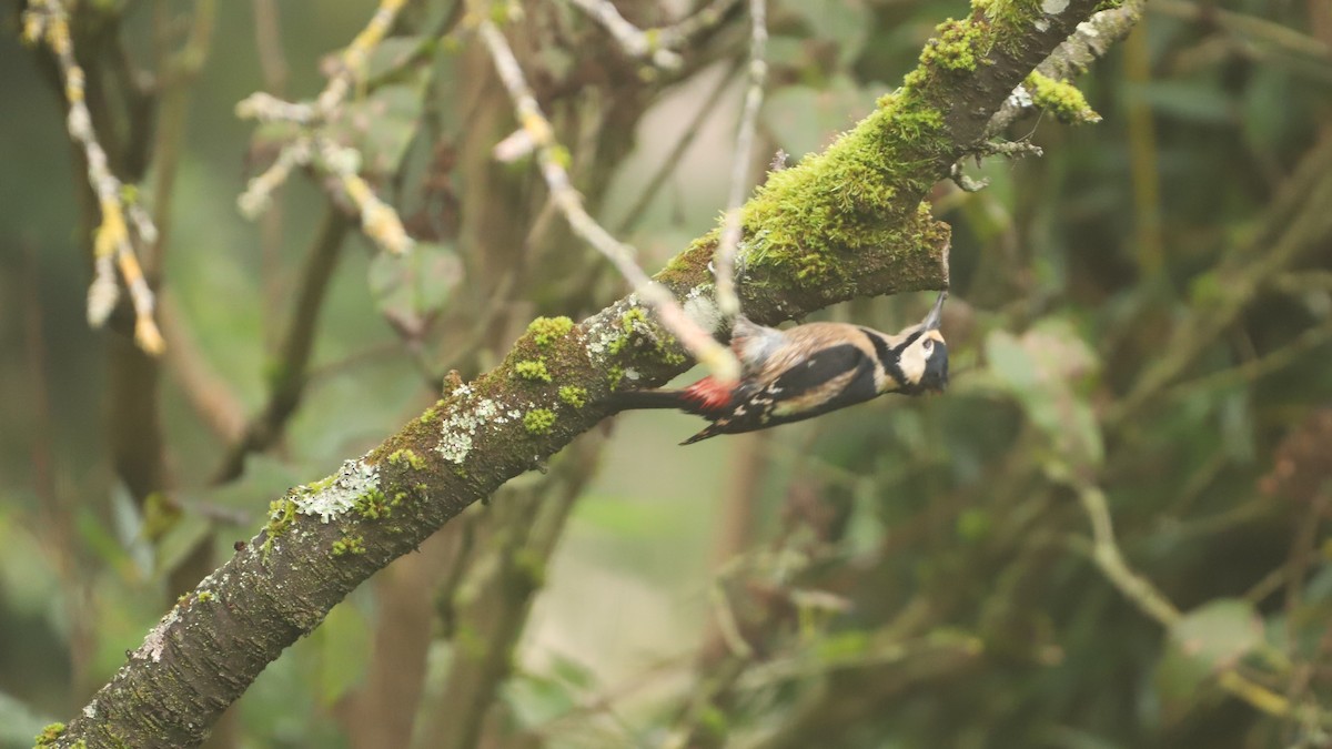 Great Spotted Woodpecker - ML626024120