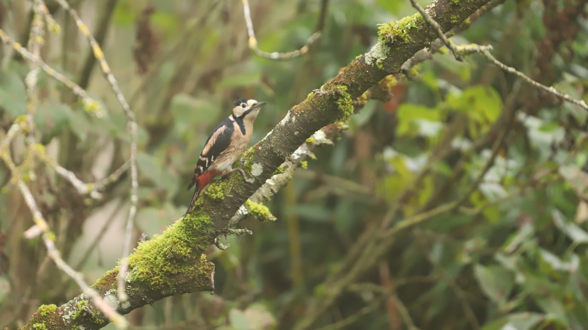 Great Spotted Woodpecker - ML626024121