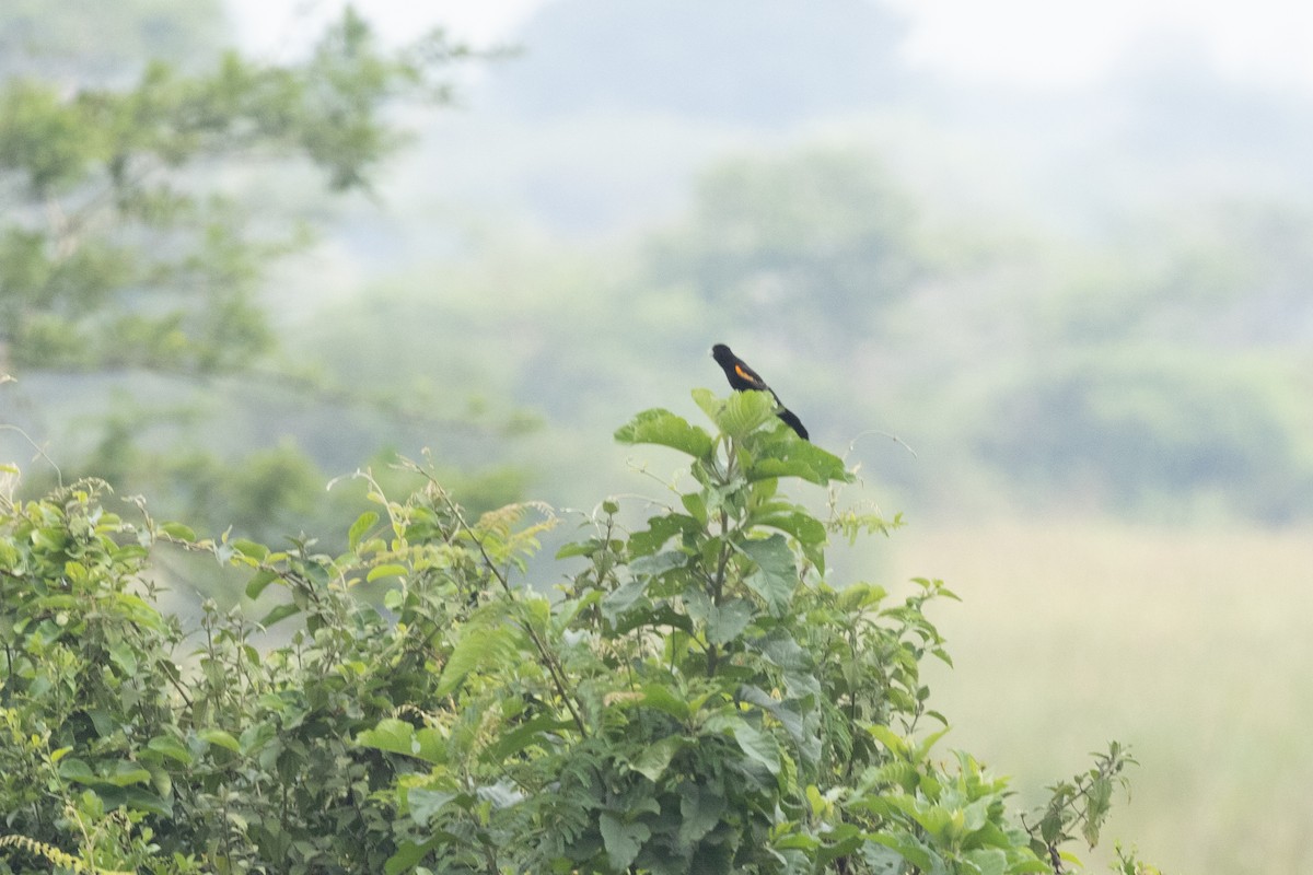 Marsh Widowbird - ML626024214