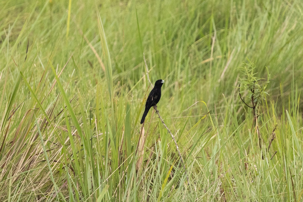 Marsh Widowbird - ML626024216