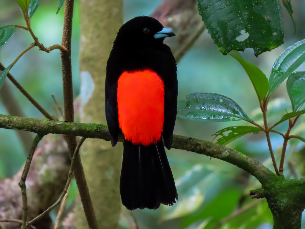 Scarlet-rumped Tanager (Cherrie's) - ML626024337