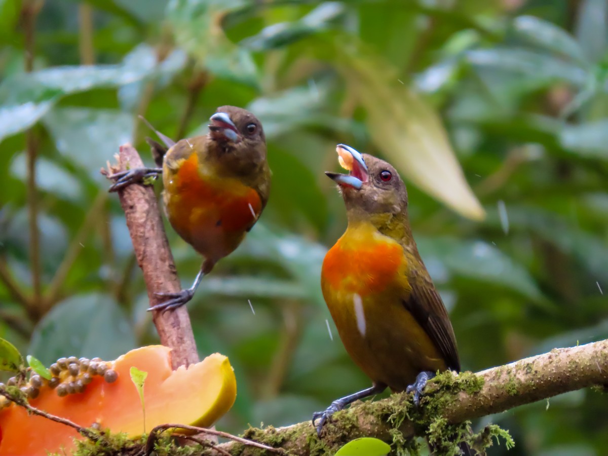 Scarlet-rumped Tanager (Cherrie's) - ML626024338