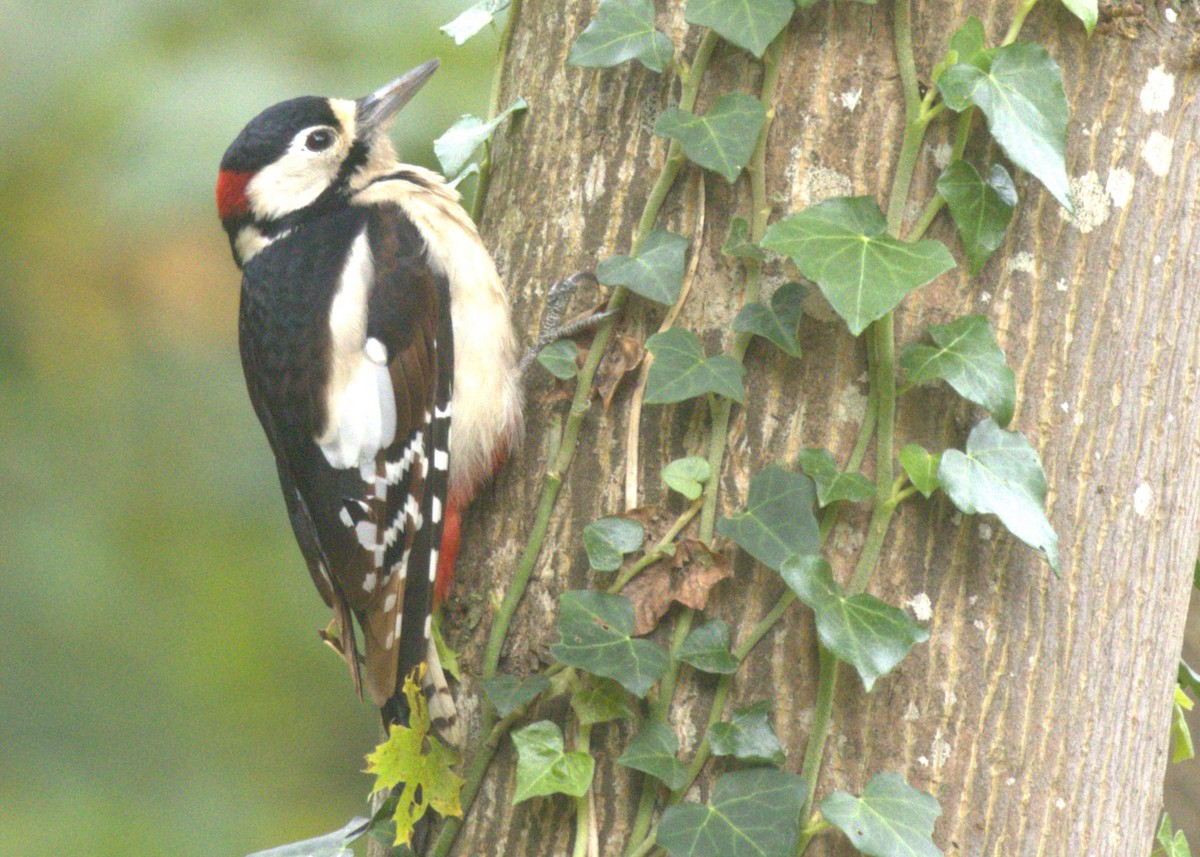 Great Spotted Woodpecker - ML626024470