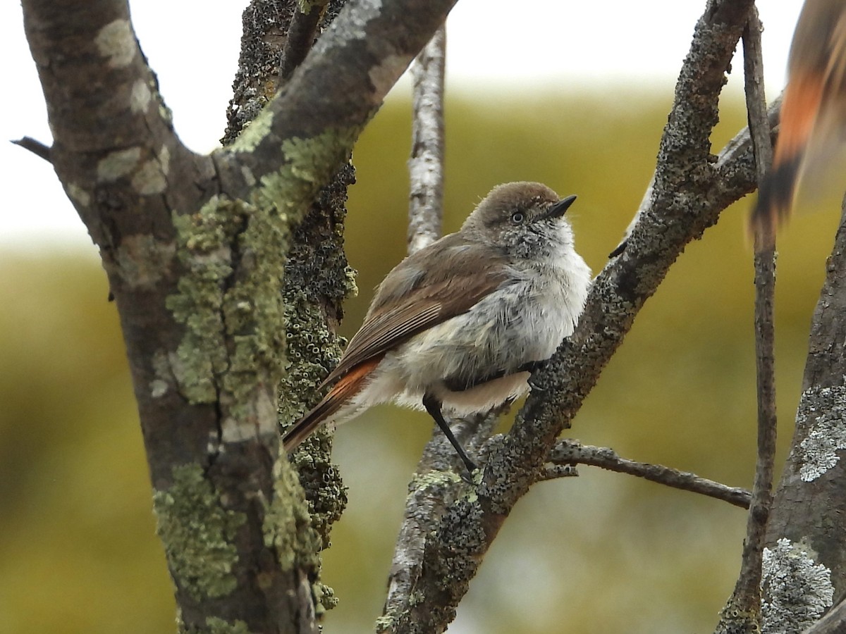 Chestnut-rumped Thornbill - ML626024591