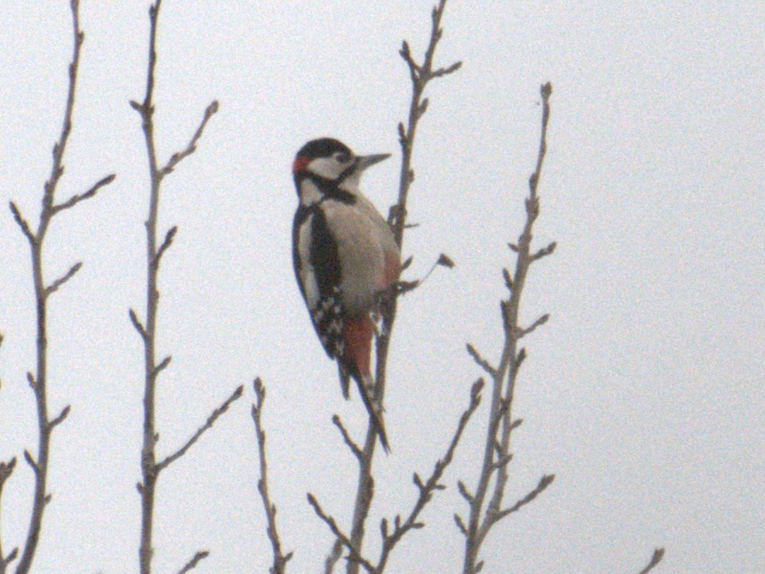 Great Spotted Woodpecker - ML626024608