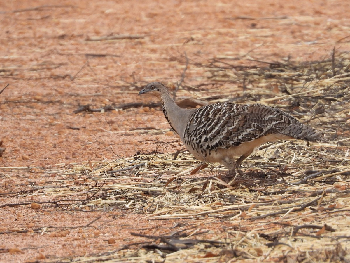 Malleefowl - ML626024611