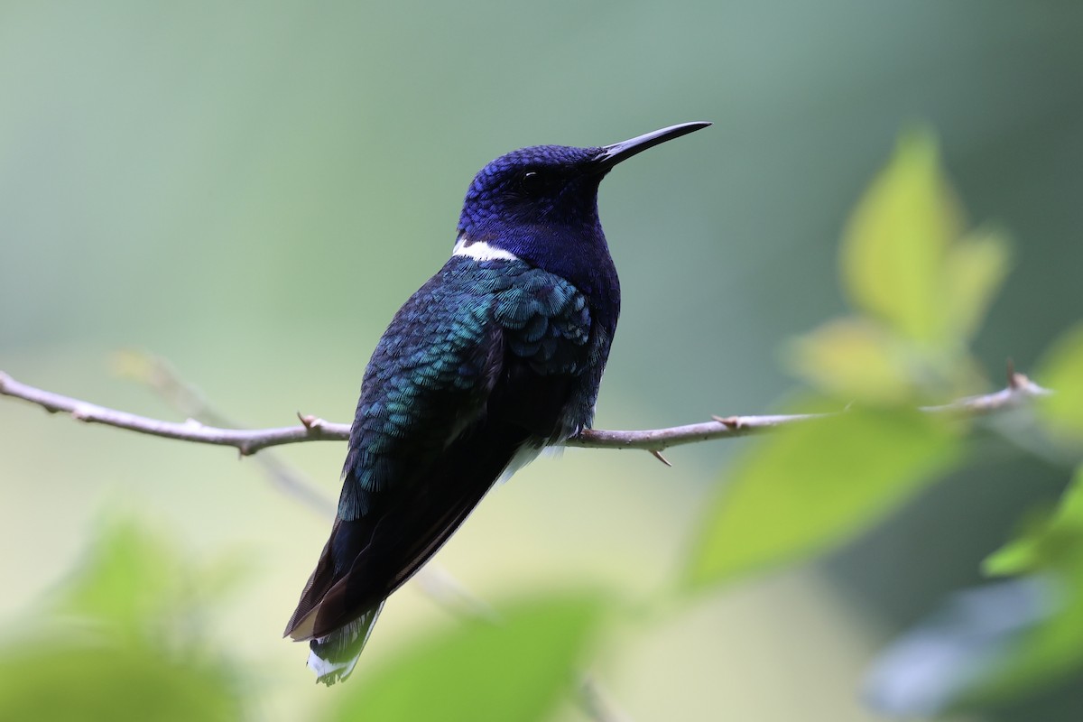 White-necked Jacobin - ML626024679