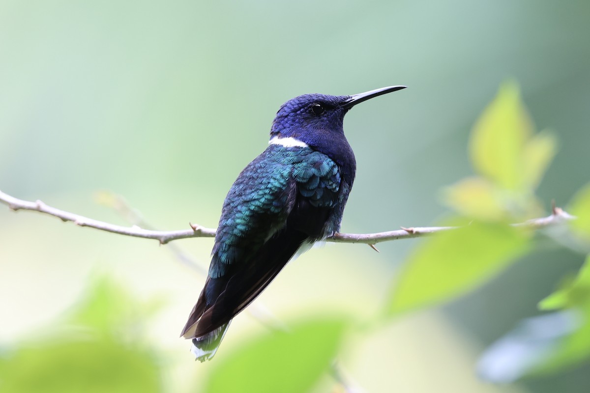 White-necked Jacobin - ML626024680