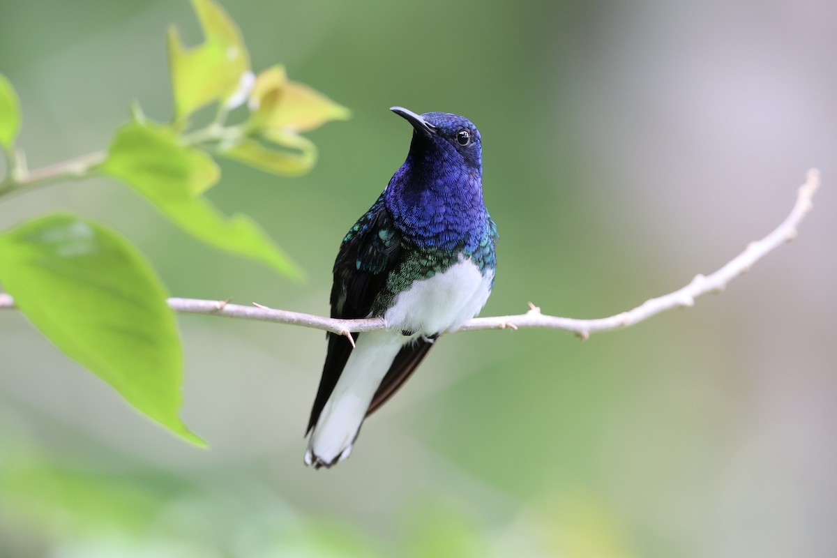 White-necked Jacobin - ML626024681