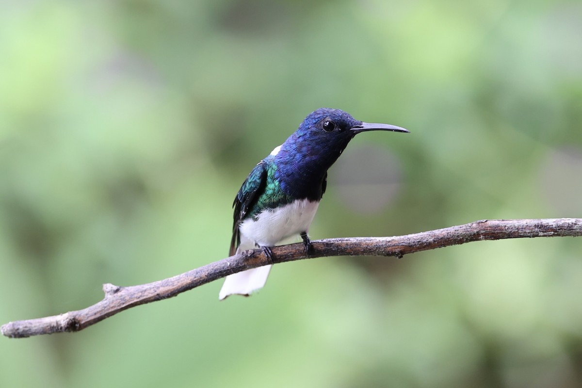 White-necked Jacobin - ML626024682