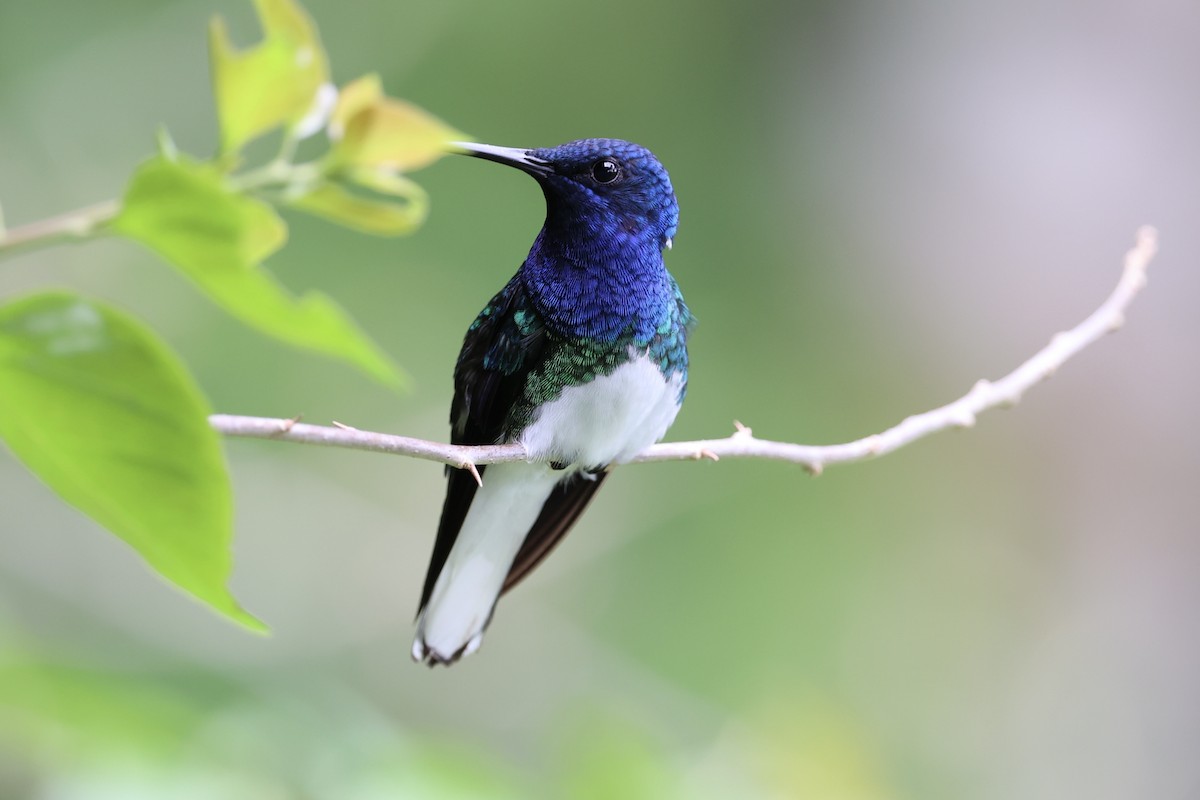 White-necked Jacobin - ML626024683