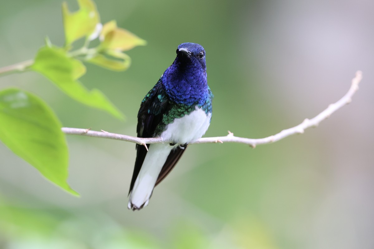 White-necked Jacobin - ML626024684