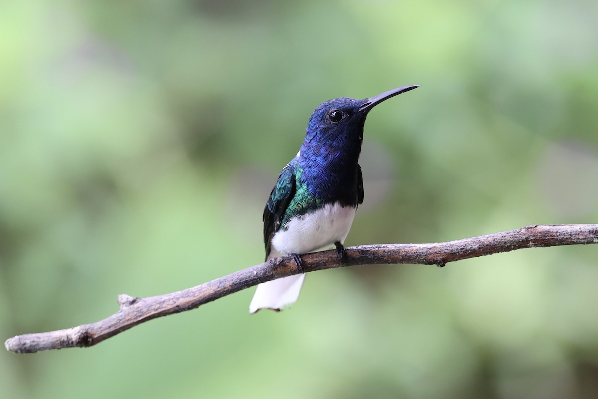 White-necked Jacobin - ML626024685