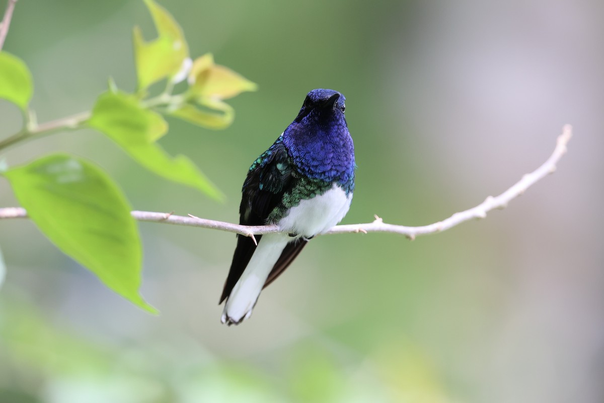 White-necked Jacobin - ML626024686