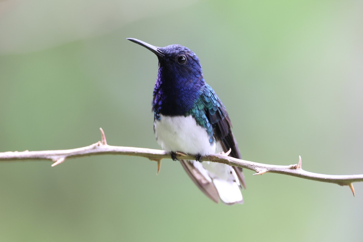 White-necked Jacobin - ML626024687