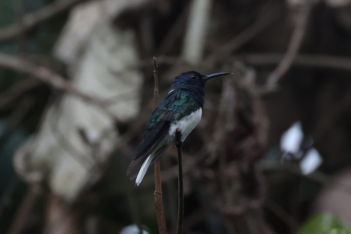 White-necked Jacobin - ML626024691