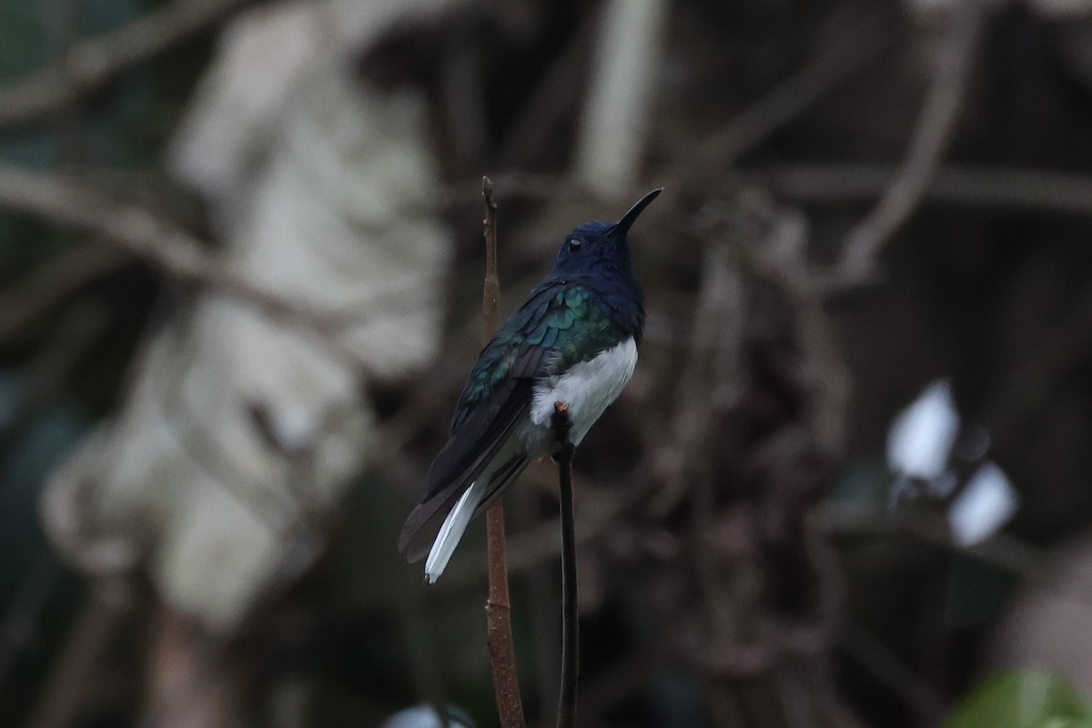 White-necked Jacobin - ML626024692