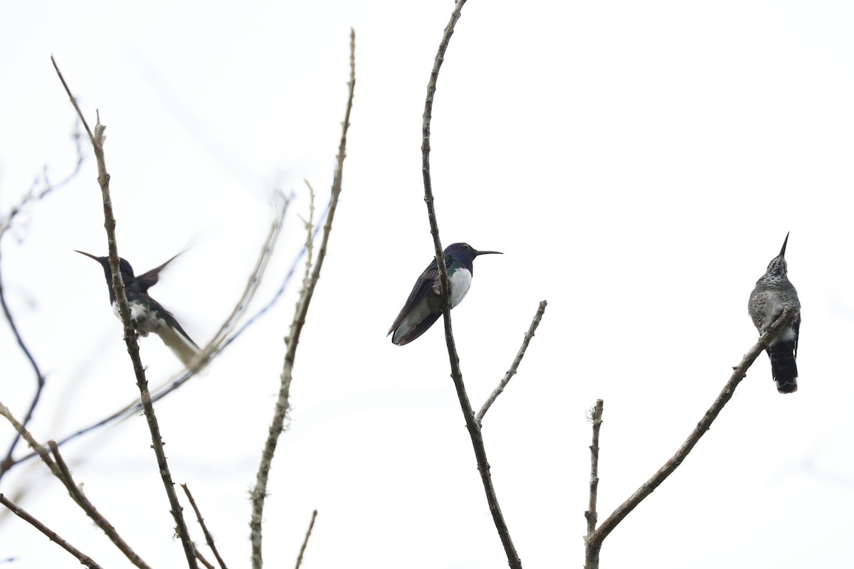 White-necked Jacobin - ML626024708