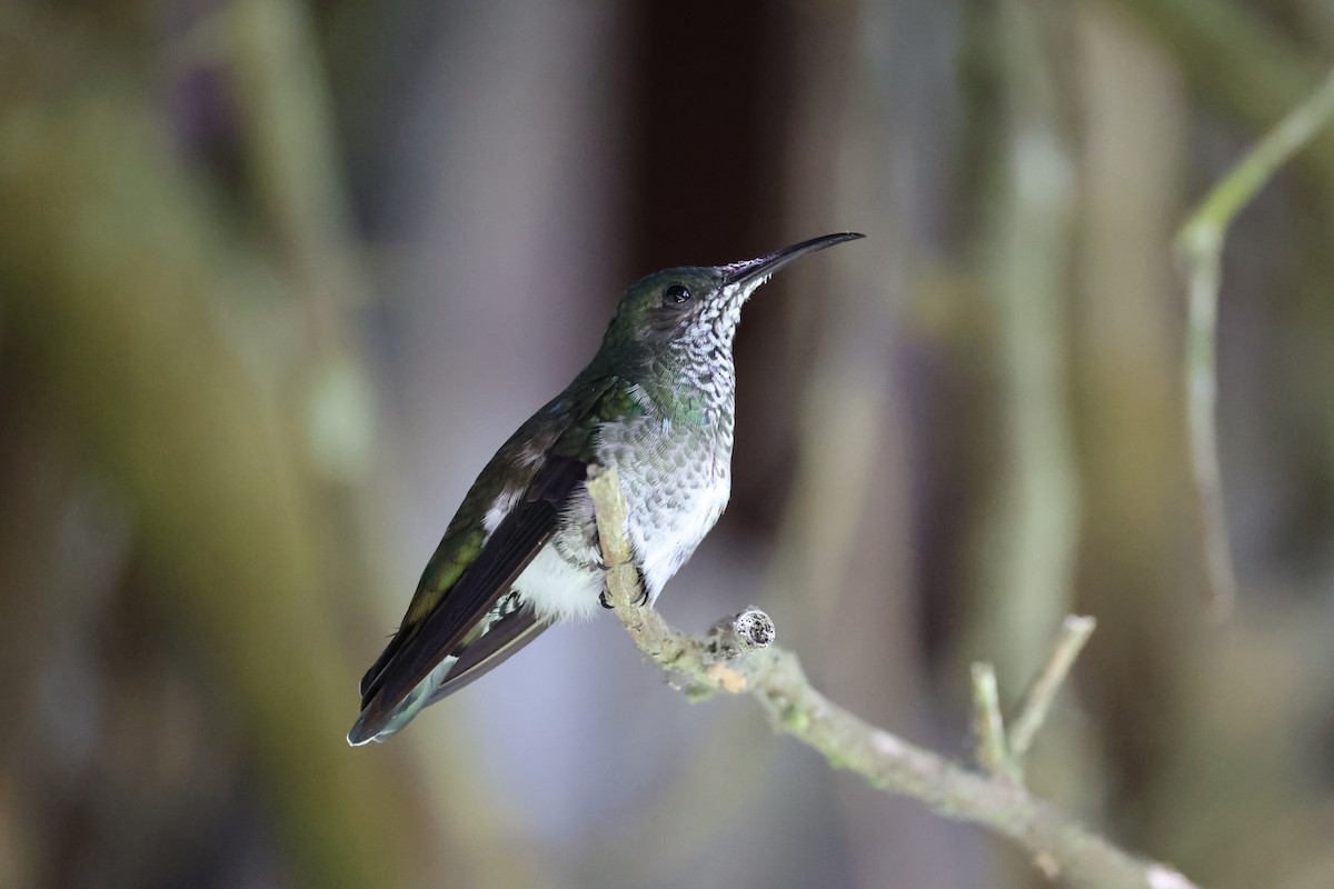 White-necked Jacobin - ML626024709