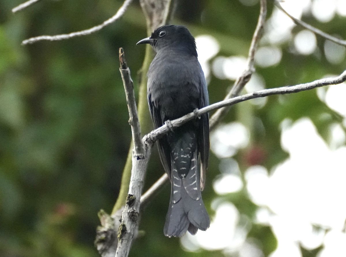 kukačka drongovitá - ML626024731