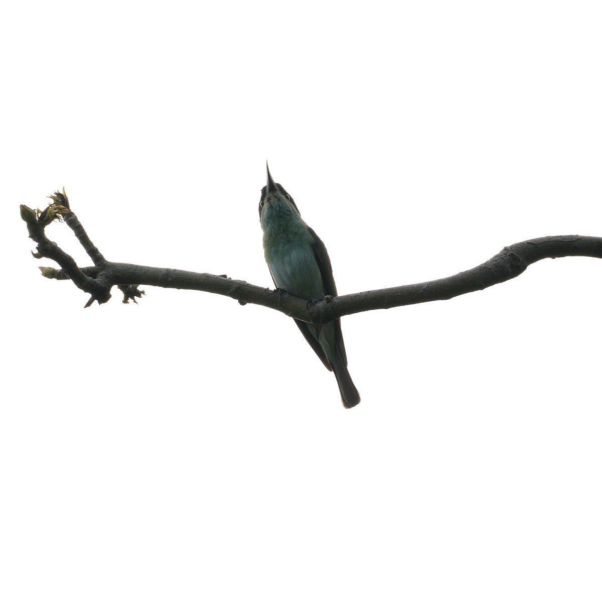 vlha modrohrdlá - ML626024737