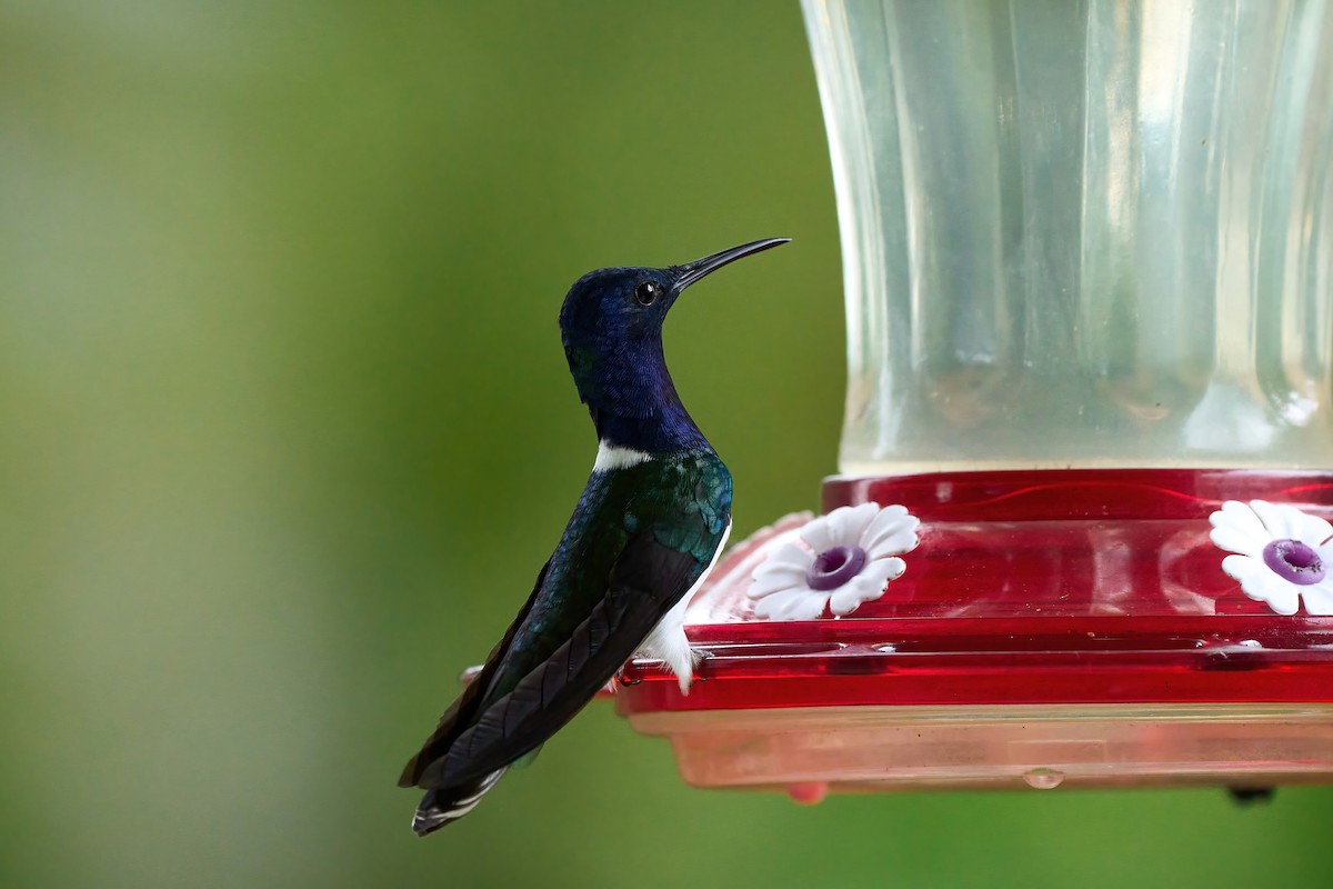 White-necked Jacobin - ML626024792