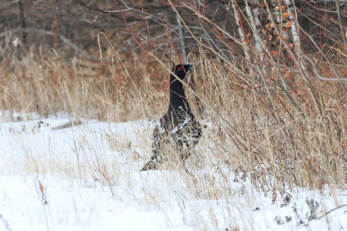 Black-billed Capercaillie - ML626024810