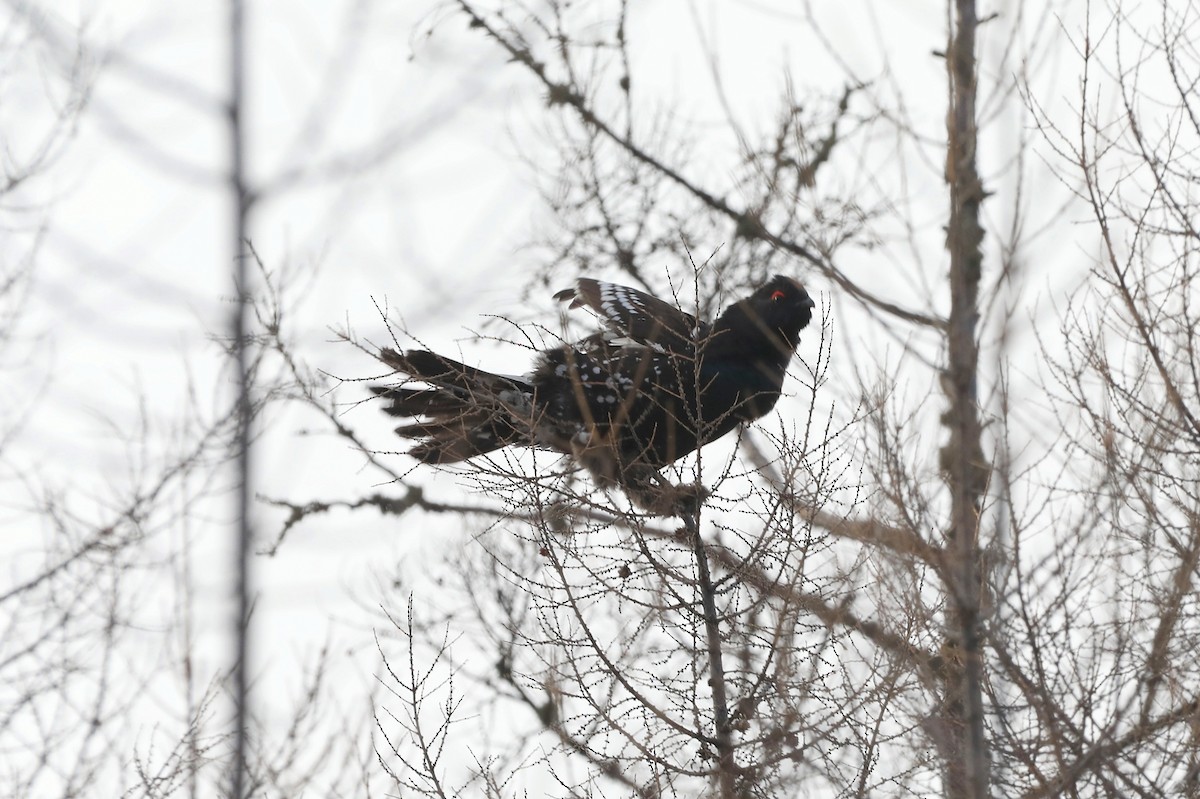 Black-billed Capercaillie - ML626024812