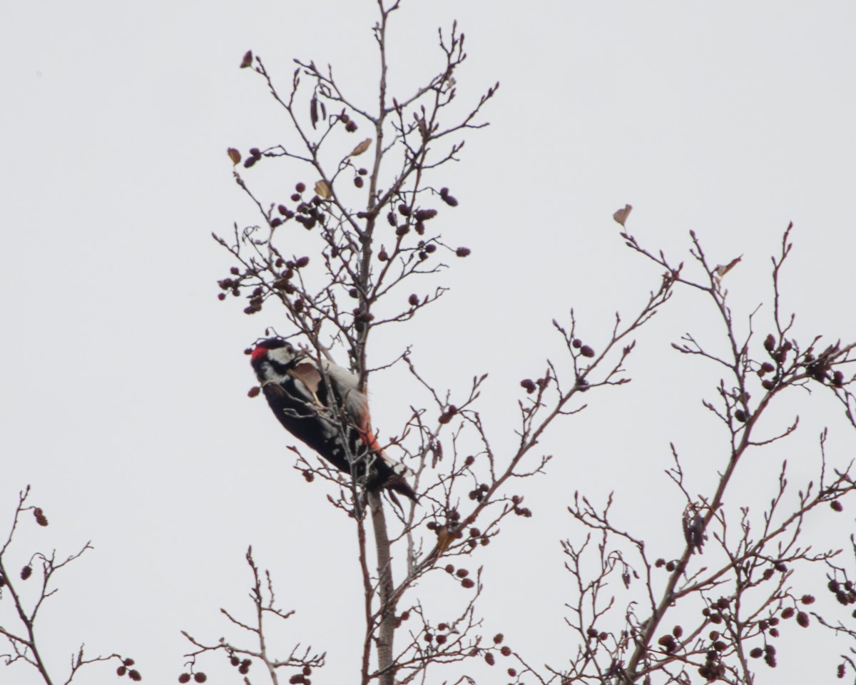 Great Spotted Woodpecker - ML626024910