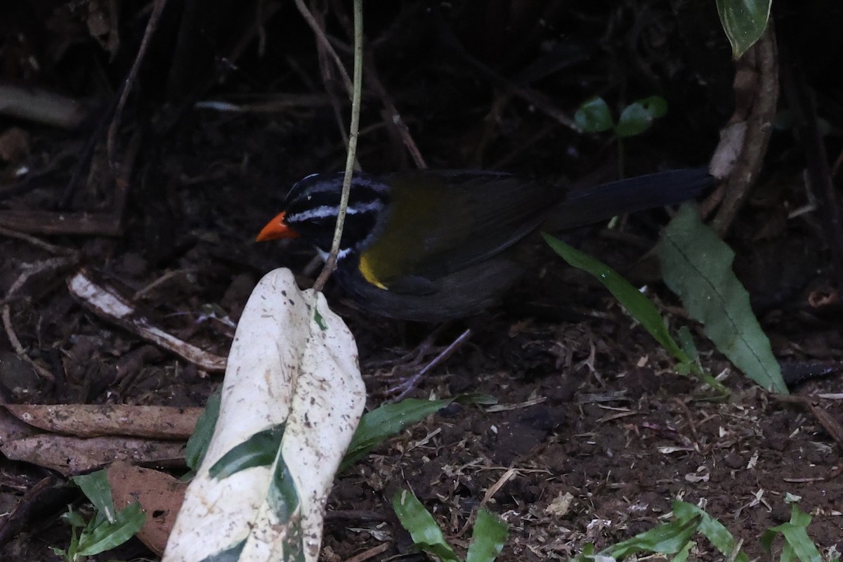 Orange-billed Sparrow - ML626024941