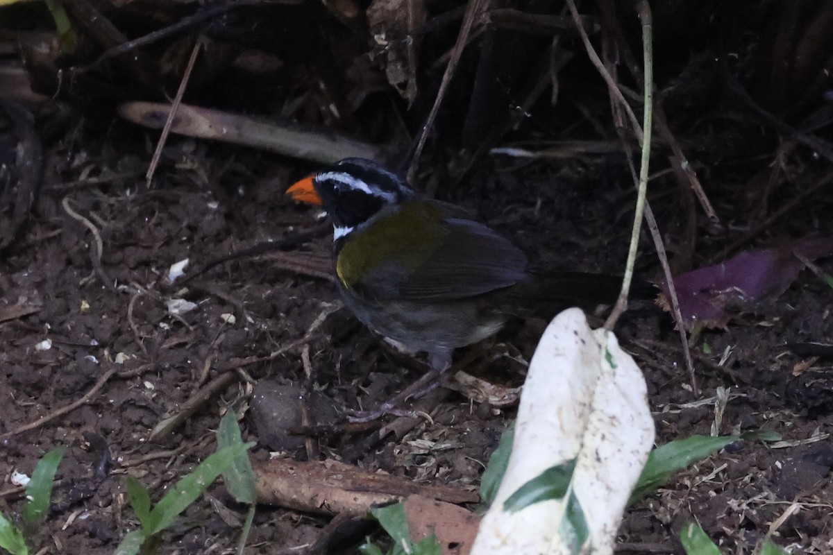 Orange-billed Sparrow - ML626024942