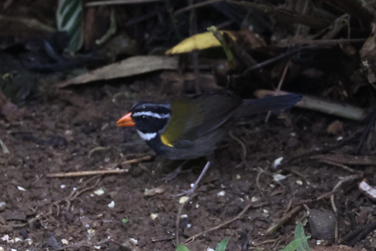 Orange-billed Sparrow - ML626024943