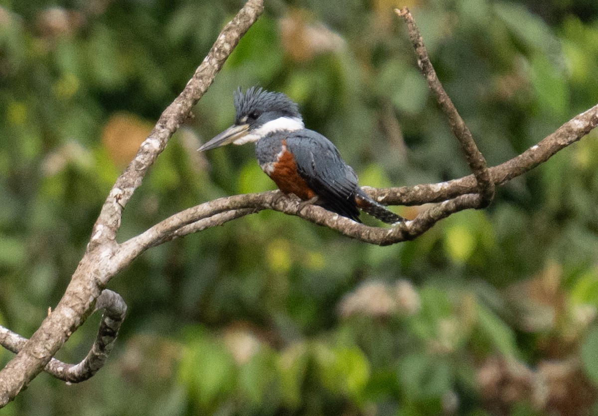 Amazon Kingfisher - ML626025072