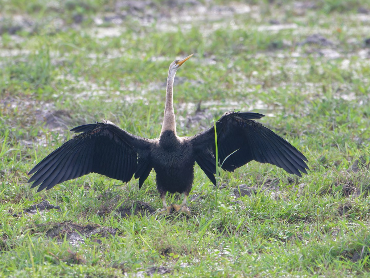Oriental Darter - ML626025123