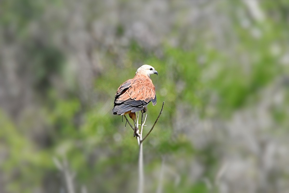 Black-collared Hawk - ML626025221