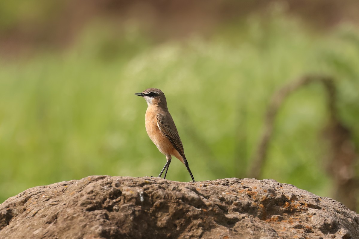 Rusty-breasted Wheatear - ML626025374