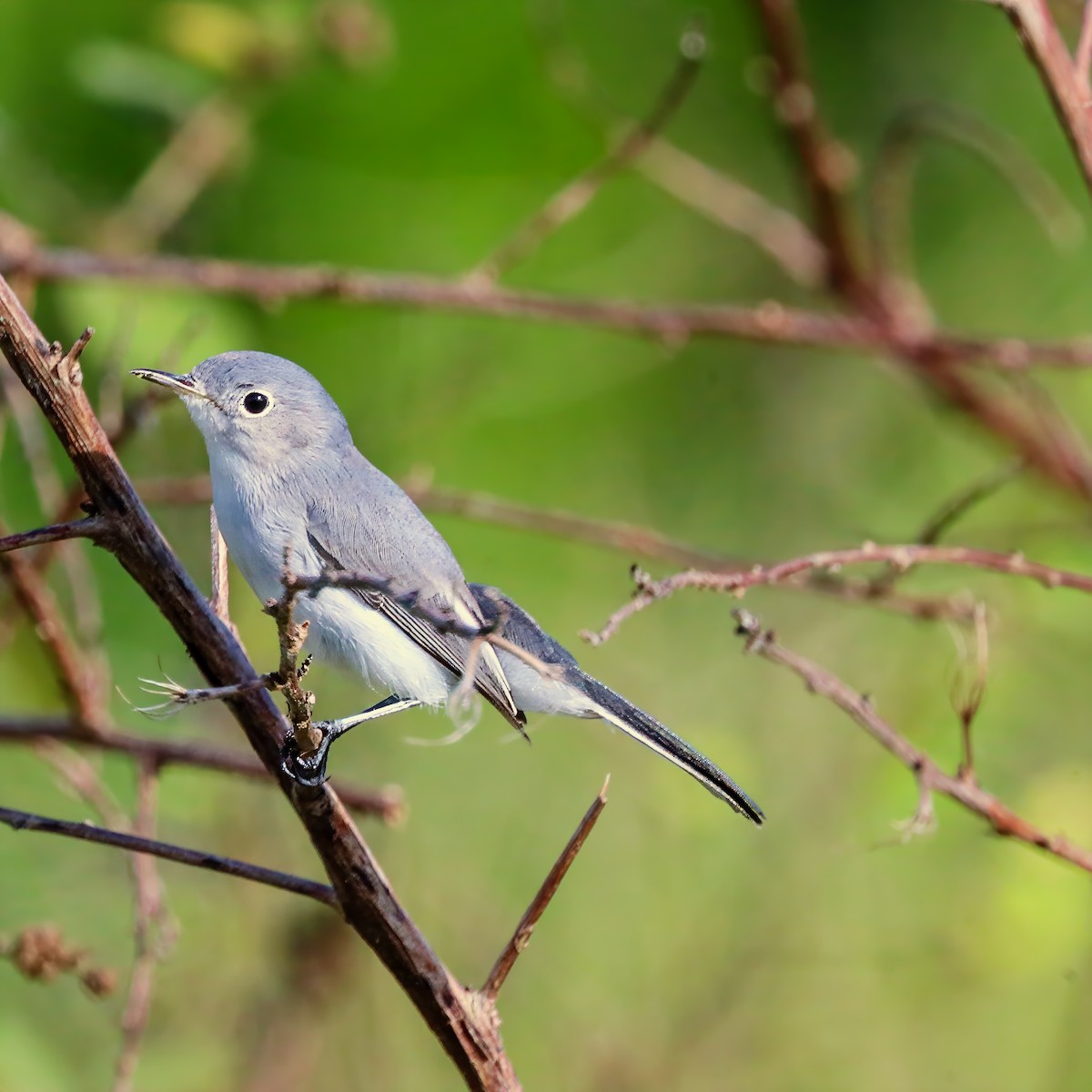 Blue-gray Gnatcatcher - ML626025411