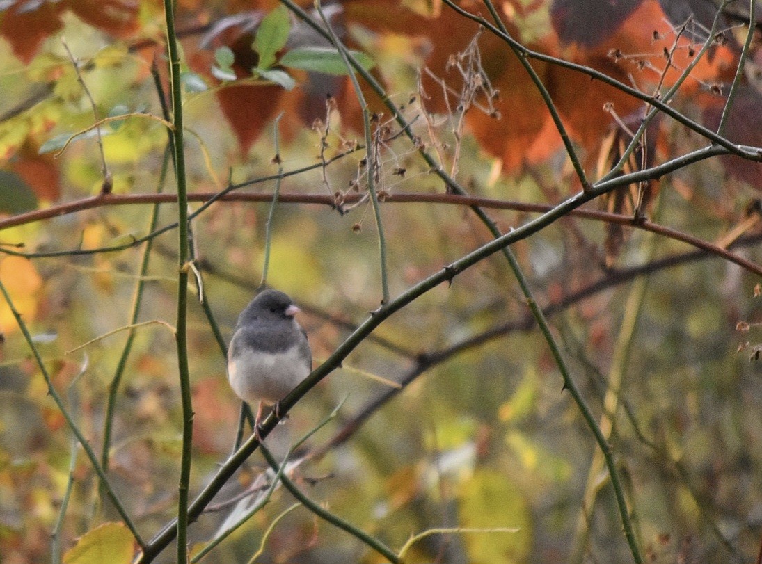 Kara Gözlü Junko (hyemalis/carolinensis) - ML626025426