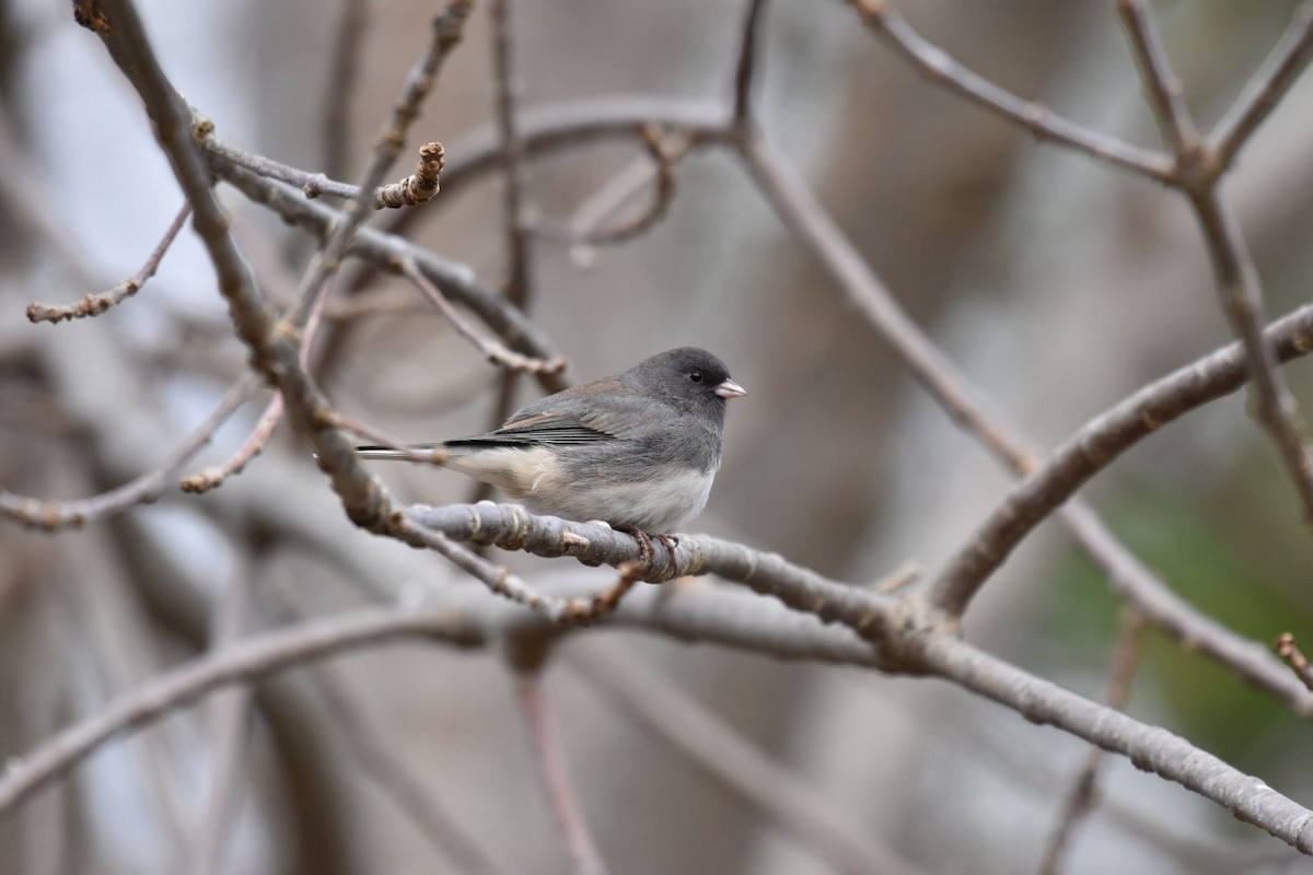 Kara Gözlü Junko (hyemalis/carolinensis) - ML626025460