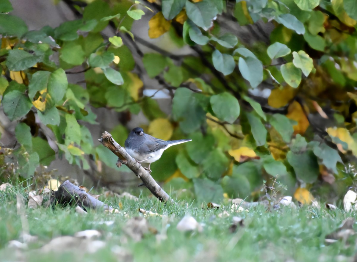 Kara Gözlü Junko (hyemalis/carolinensis) - ML626025461