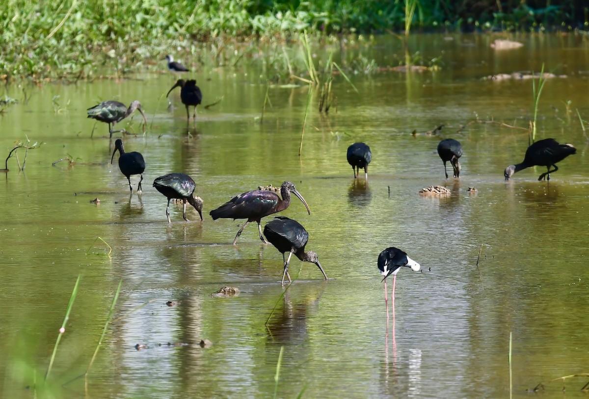 Glossy Ibis - ML626025466