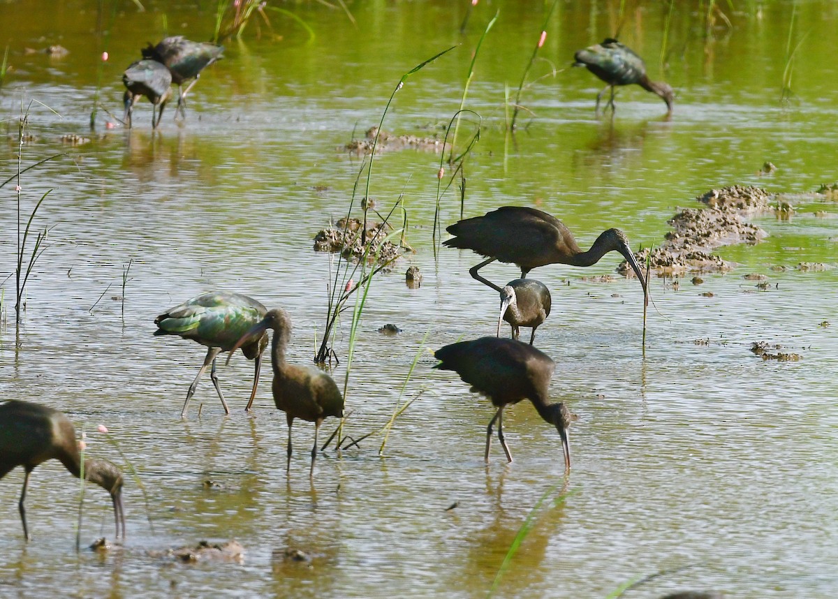 Glossy Ibis - ML626025467