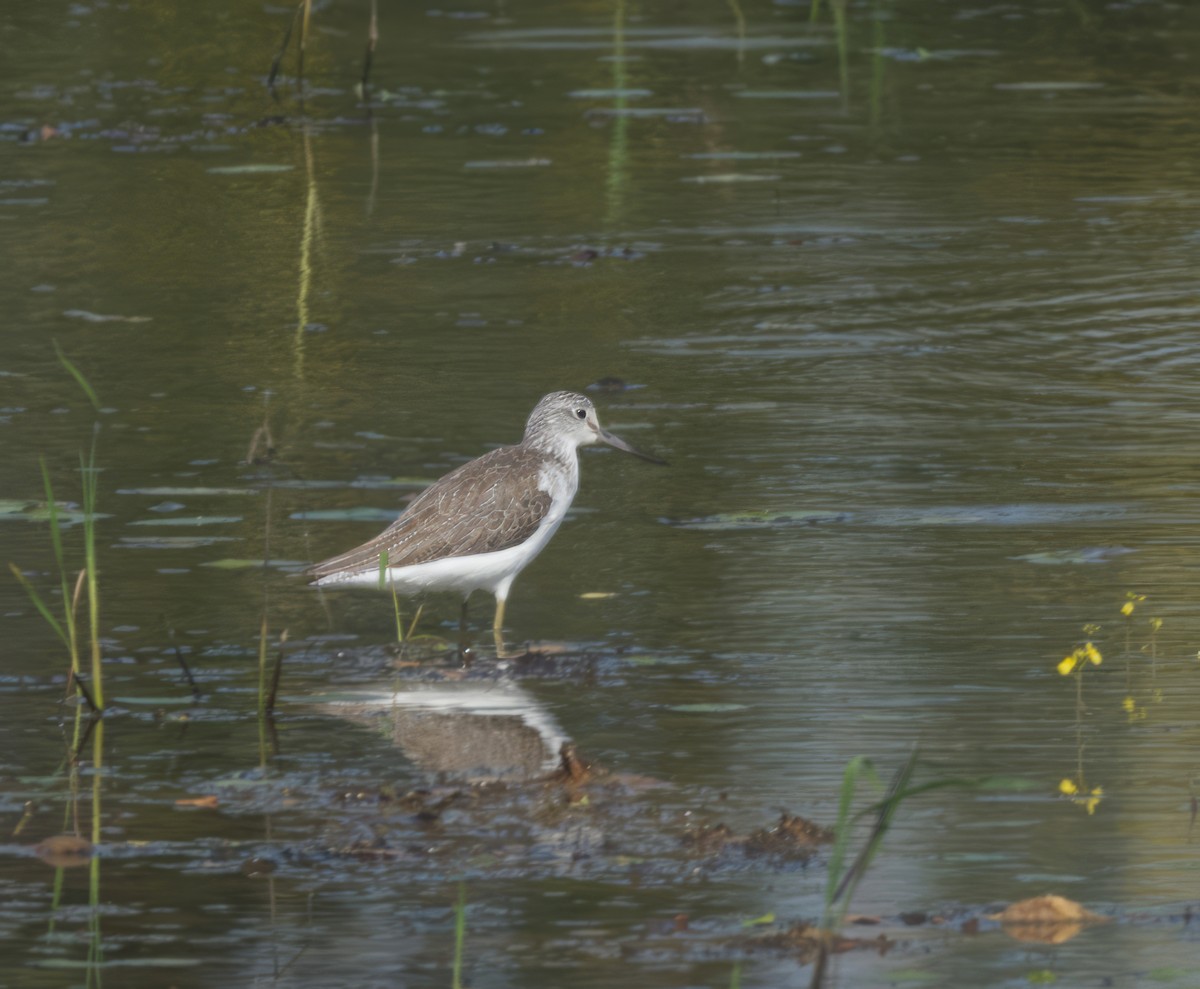 Marsh Sandpiper - ML626025498