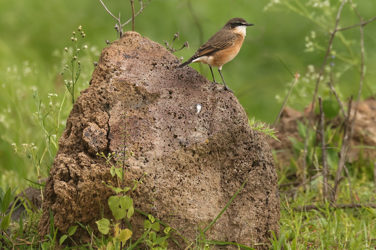 Rusty-breasted Wheatear - ML626025501