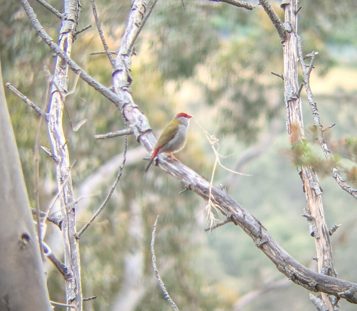 Red-browed Firetail - ML626025607