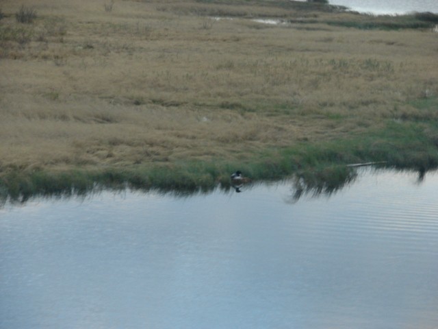 Common Loon - ML62602571