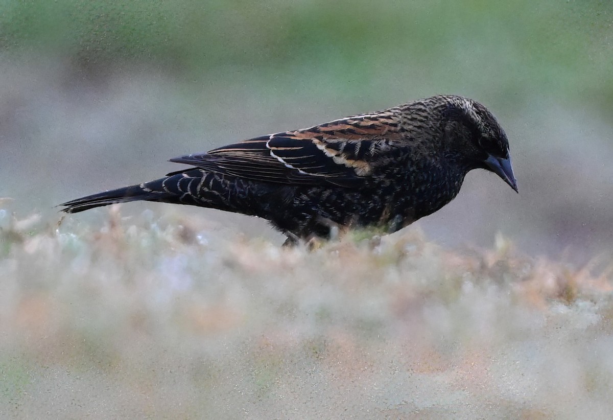 Red-winged Blackbird - ML626025745