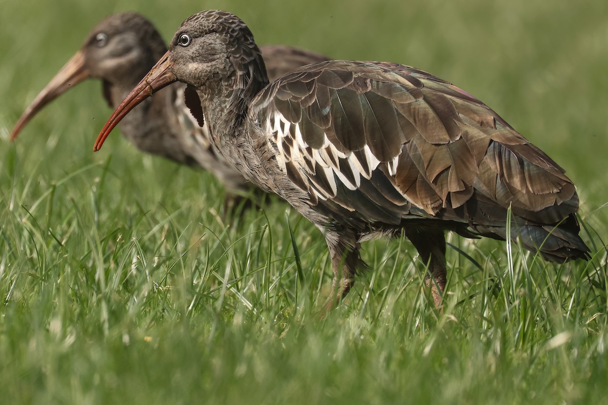 Wattled Ibis - ML626025755